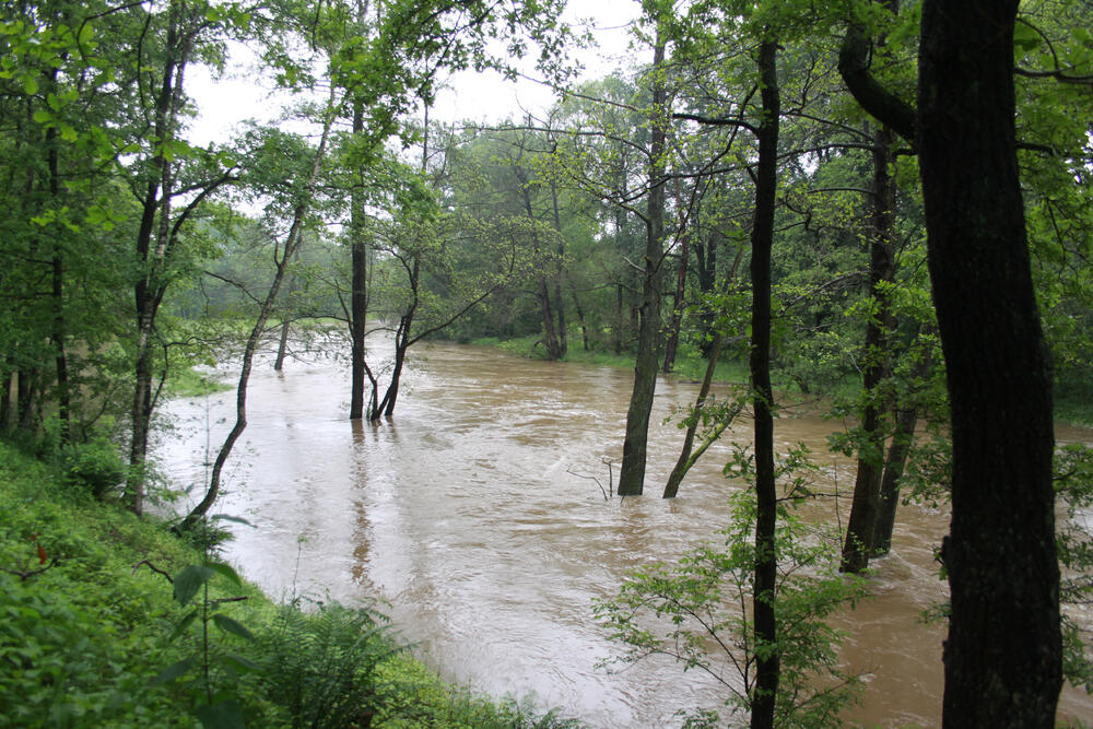 Hochwasser DBU-Naturerbefläche Daubaner Wald © Egbert Brunn/Bundesforst