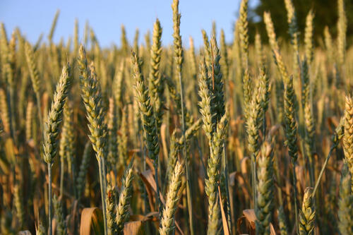 Düngen in der Landwirtschaft &copy; Göde, Iris/piclease