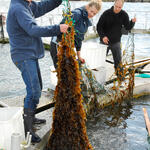 Algenernte &copy; Thomas Kujawski