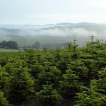 Weihnachtsbaumkultur &copy; Steffen Kämpfer