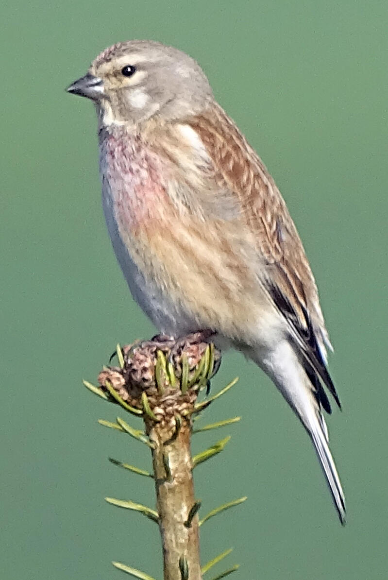Bluthänfling  © Jonas Brüggeshemke