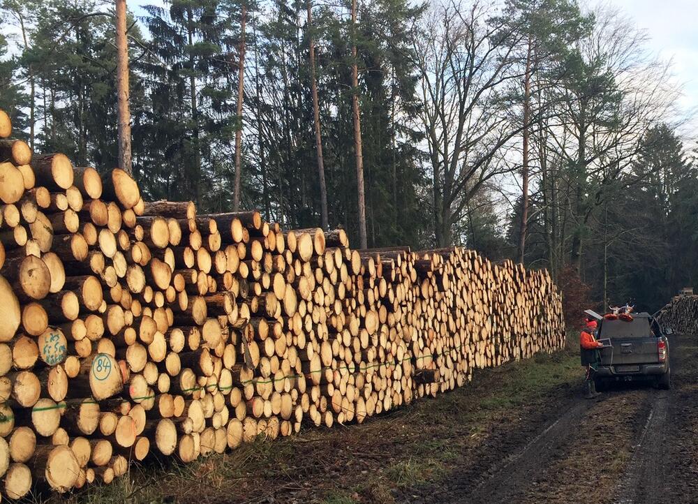 Baumstämme Borkenkäfer DBU-Naturerbefläche Himmelsgrund © Bundesforstbetrieb Thüringen-Erzgebirge/Messner