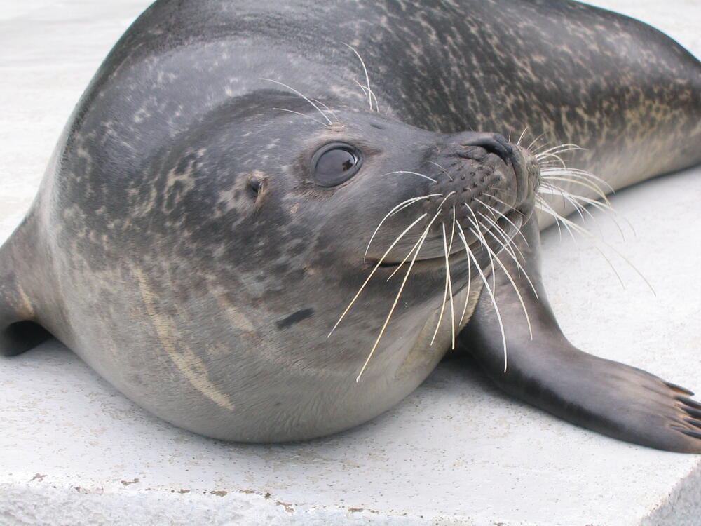 Seehund &copy; Sven Wieskotten