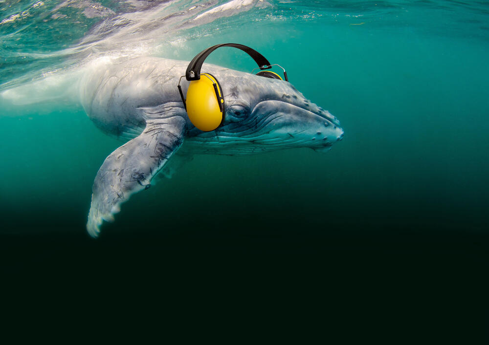 Wal mit Gehörschutz © SPINASCIVILVOICES / OCEANCARE