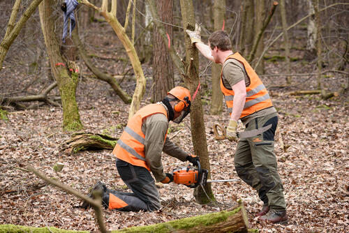 Bergwaldprojekt Hainberg © Matthäus Holleschovsky/ Bergwaldprojekt e.V. 