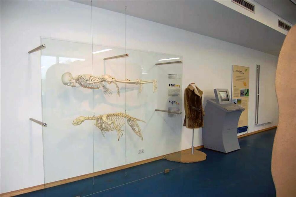 Menschen- und Seehundskeletts 