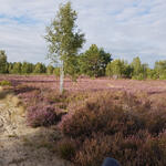 DBU-Naturerbefläche Zschornoer Wald  © Lisa-Marie Hille/DBU Naturerbe