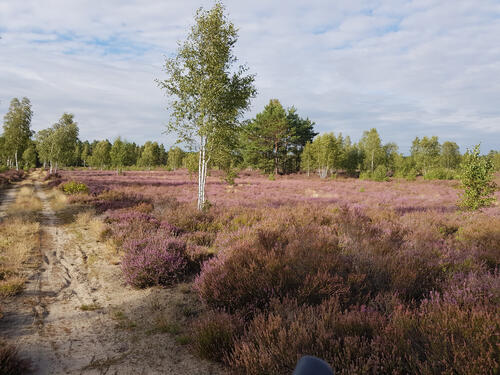 DBU-Naturerbefläche Zschornoer Wald  © Lisa-Marie Hille/DBU Naturerbe