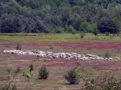 Wahner Heide &copy; Foto: Dirk Ferber