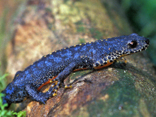 Bergmolch &copy; Foto: Natur unterwegs e. V.