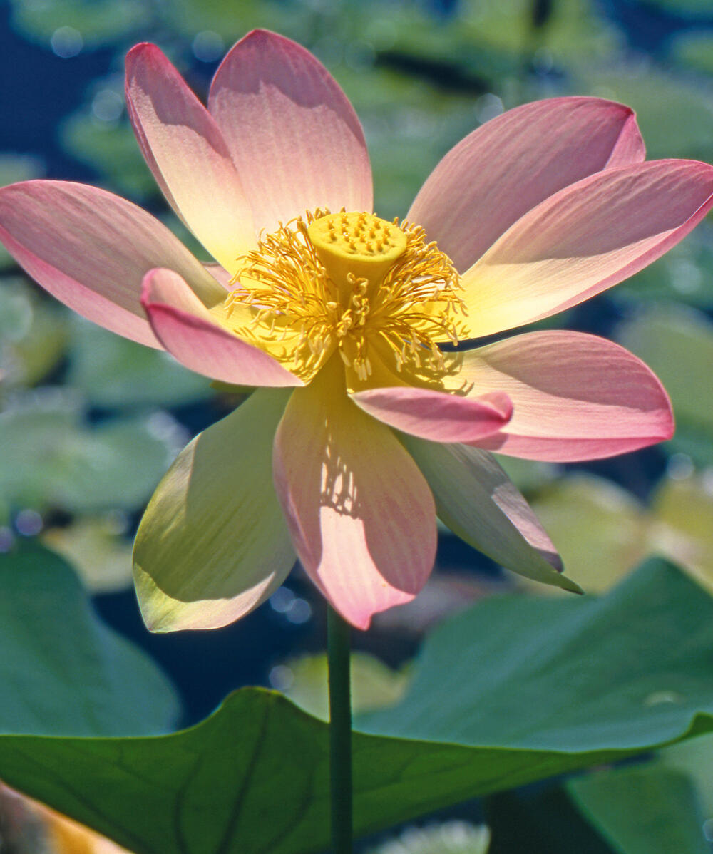 Indischer Lotus &copy; Foto: Botanischer Garten der Universität Osnabrück