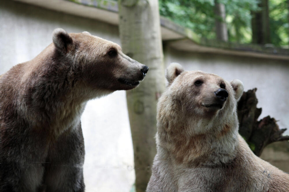 Tips und Taps, Zoo Osnabrück &copy; Zoo Osnabrück