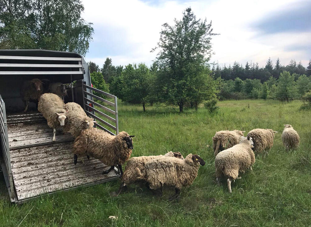 Heidschnucken auf DBU-Naturerbefläche Prora © Johannes Hoyme