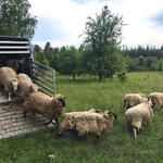 Heidschnucken auf DBU-Naturerbefläche Prora © Johannes Hoyme