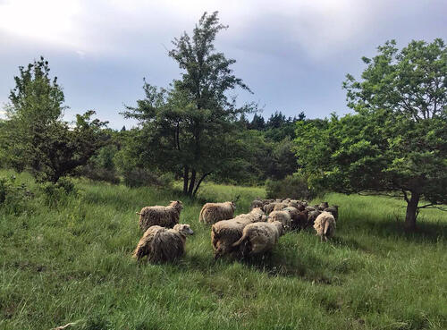 Heidschnucken auf DBU-Naturerbefläche Prora © Johannes Hoyme