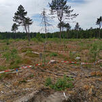 DBU-Naturerbefläche Cuxhavener Küstenheiden © Dominik Sucker-Weiß/Bundesforst