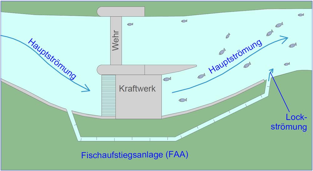Zum Vergleich: eine herkömmliche Fischaufstiegsanlage an einem Wehr mit Wasserkraftwerk erzeugt eine Lockströmung, welche oft sehr viel kleiner ist als die Hauptströmung des fließenden Gewässers. Eine Folge davon ist, dass die Wanderfische die Fischt © Ing.-Büro Hermann Henkel