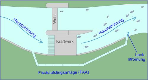Zum Vergleich: eine herkömmliche Fischaufstiegsanlage an einem Wehr mit Wasserkraftwerk erzeugt eine Lockströmung, welche oft sehr viel kleiner ist als die Hauptströmung des fließenden Gewässers. Eine Folge davon ist, dass die Wanderfische die Fischt © Ing.-Büro Hermann Henkel
