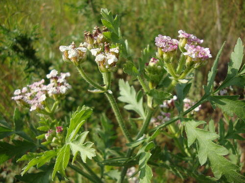 Breitblättrige Haftdolde © Stefan Meyer