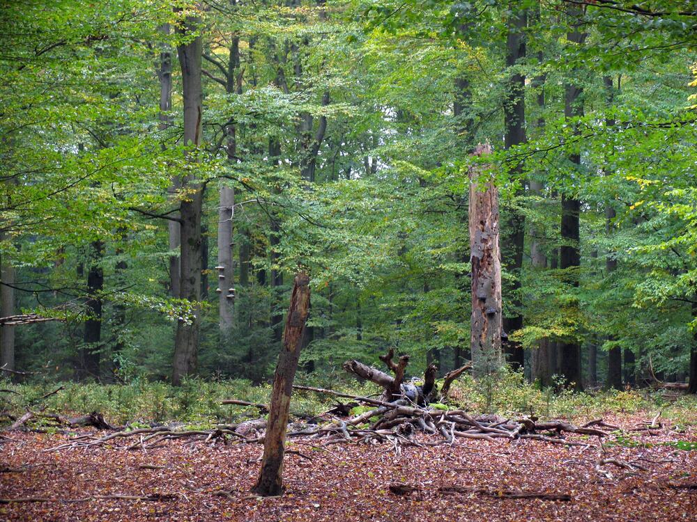 Wald © Marcus Schmidt