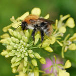 Ackerhummel © Antje Deepen-Wieczorek/piclease 