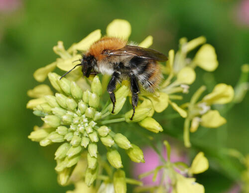 Ackerhummel © Antje Deepen-Wieczorek/piclease 