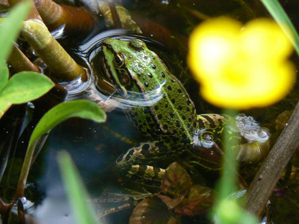 Sehen Sie selbst... &copy; NABU Laatzen 2008