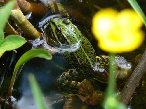 Sehen Sie selbst... &copy; NABU Laatzen 2008