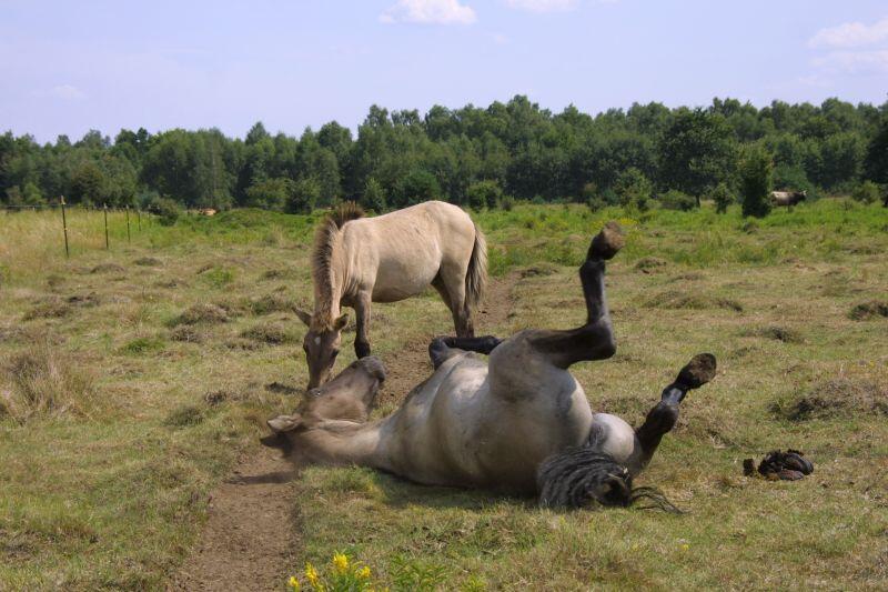 Pferde &copy; Hochschule Anhalt / Antje Lorenz