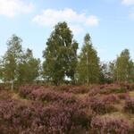 Heide &copy; Hochschule Anhalt / Susanne Osterloh