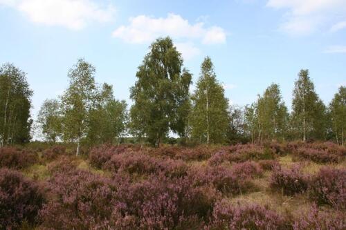 Heide &copy; Hochschule Anhalt / Susanne Osterloh