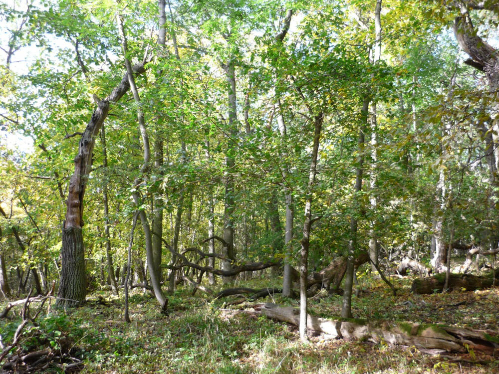 Sehen Sie selbst... © Bundesforstbetrieb Thüringen-Erzgebirge 