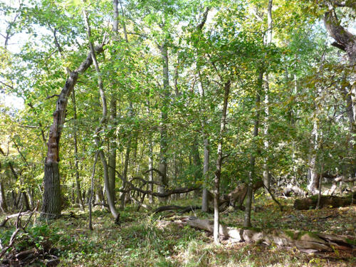 Sehen Sie selbst... © Bundesforstbetrieb Thüringen-Erzgebirge 