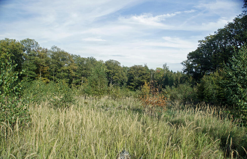 Sehen Sie selbst... © Bundesforstbetrieb Thüringen-Erzgebirge 