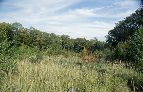 Sehen Sie selbst... © Bundesforstbetrieb Thüringen-Erzgebirge 