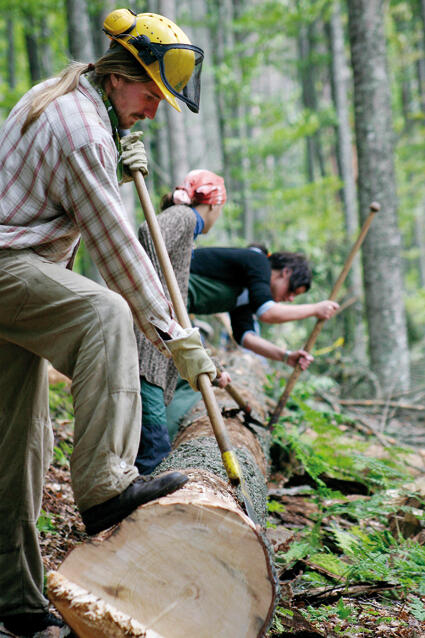 Entrindungsaktion im Bayerischen Wald 
