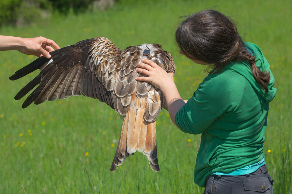 Spatz und Rotmilan &copy; Sascha Rösner / pixeldiversity GmbH