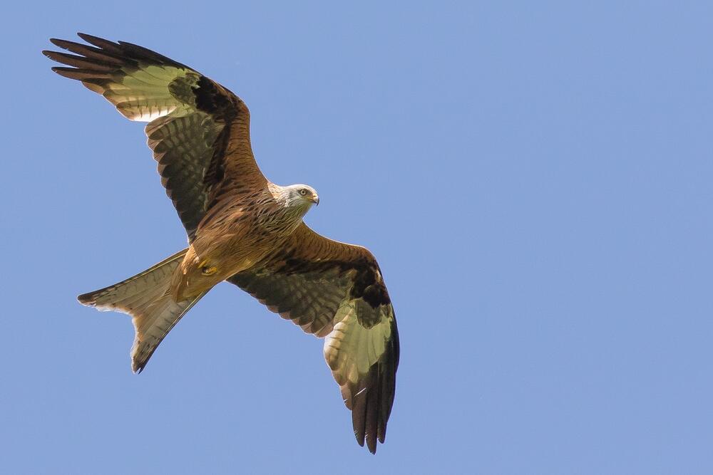 Rotmilan &copy; Sascha Rösner / pixeldiversity GmbH