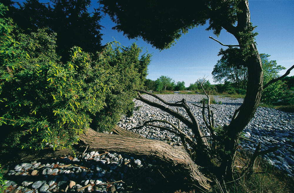 DBU Naturerbe Prora &copy; Fotograf: Norbert Rosing