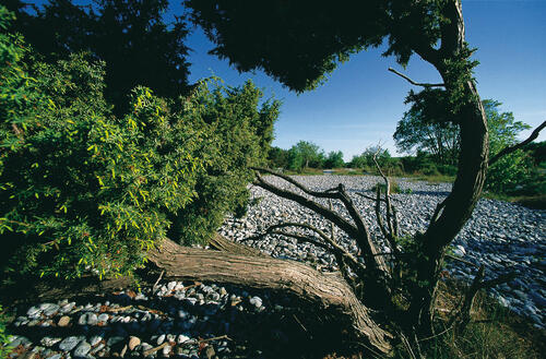 DBU Naturerbe Prora &copy; Fotograf: Norbert Rosing