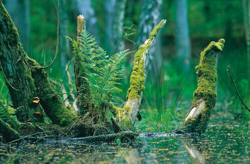 DBU Naturerbe Prora &copy; Fotograf Norbert Rosing