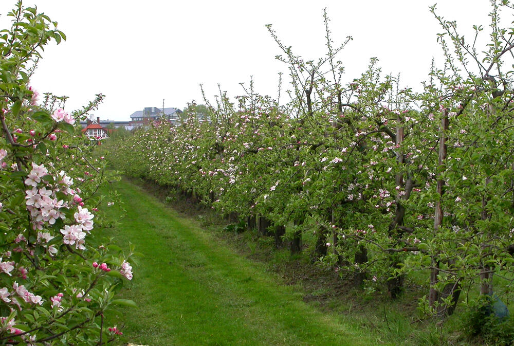 Obstbau - Apfelbaumplantage 
