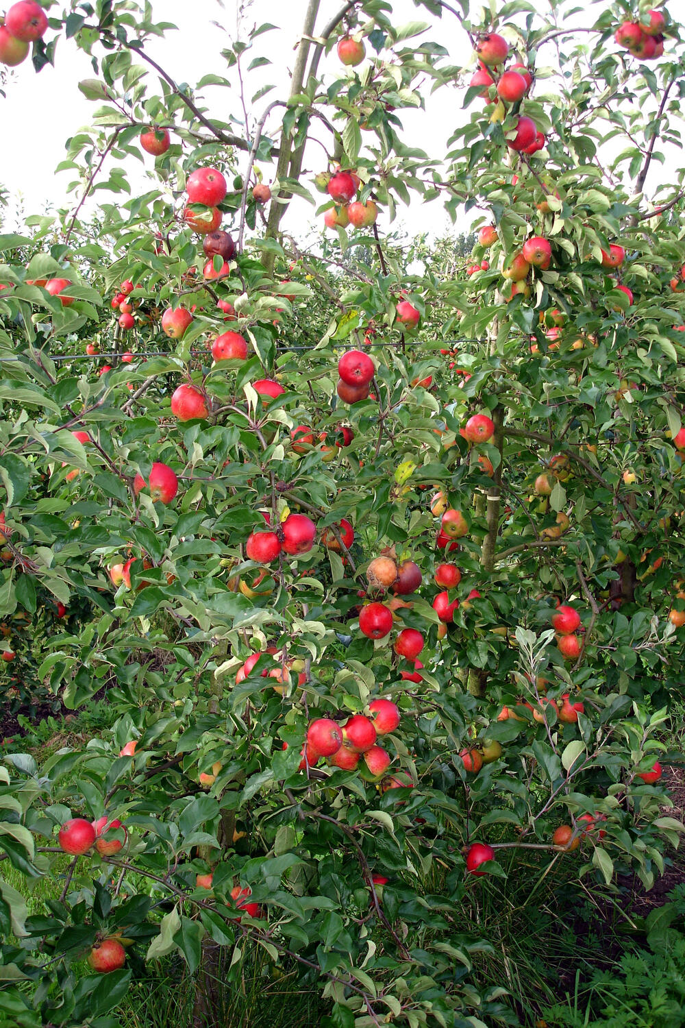 Obstbau - Apfelbaumplantage 