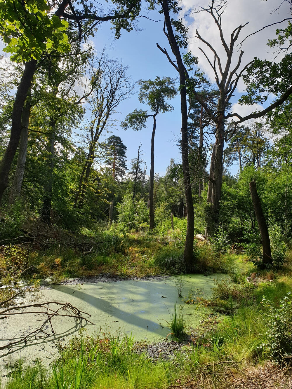 DBU-Naturerbefläche Authausener Wald © Michelle Liedtke/DBU Naturerbe