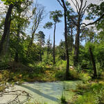 DBU-Naturerbefläche Authausener Wald © Michelle Liedtke/DBU Naturerbe