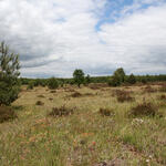DBU-Naturerbefläche Oranienbaumer Heide © Heike Culmsee/DBU Naturerbe GmbH