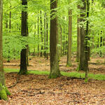 Wald Ökosystemleistungen © Dr. Sven Wagner