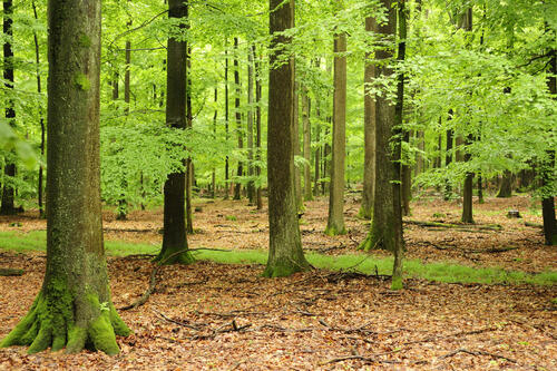 Wald Ökosystemleistungen © Dr. Sven Wagner