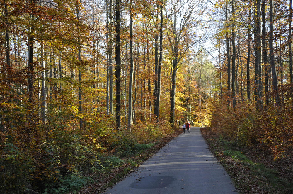 Wald Ökosystemleistungen  © Dr. Sven Wagner