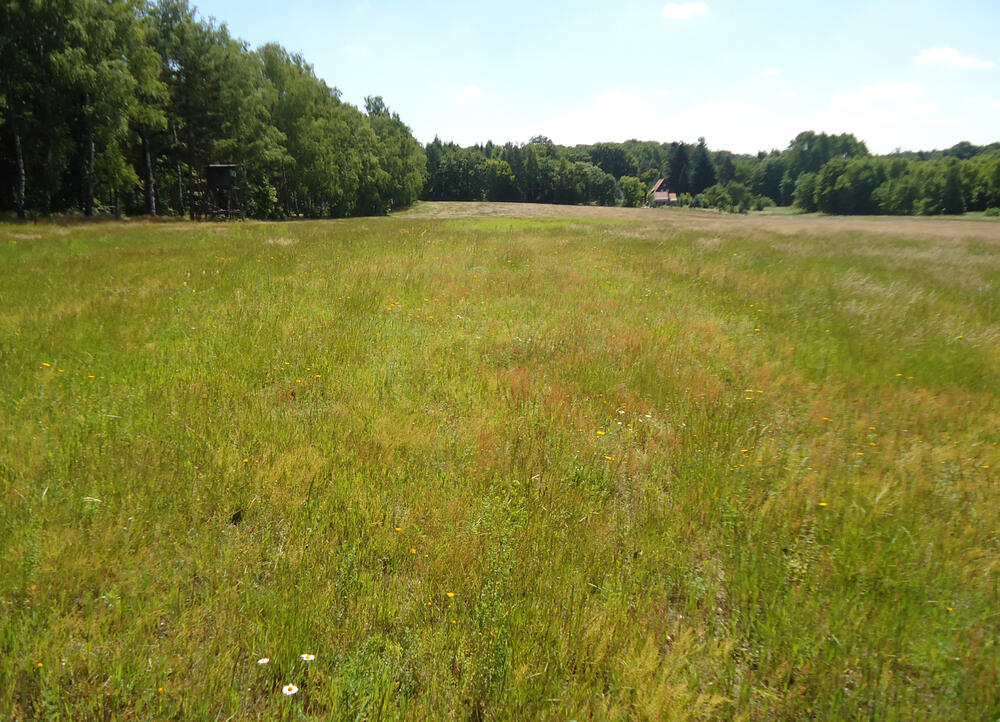 Ackerbrache Authausener Wald &copy; Holger Lienenweg